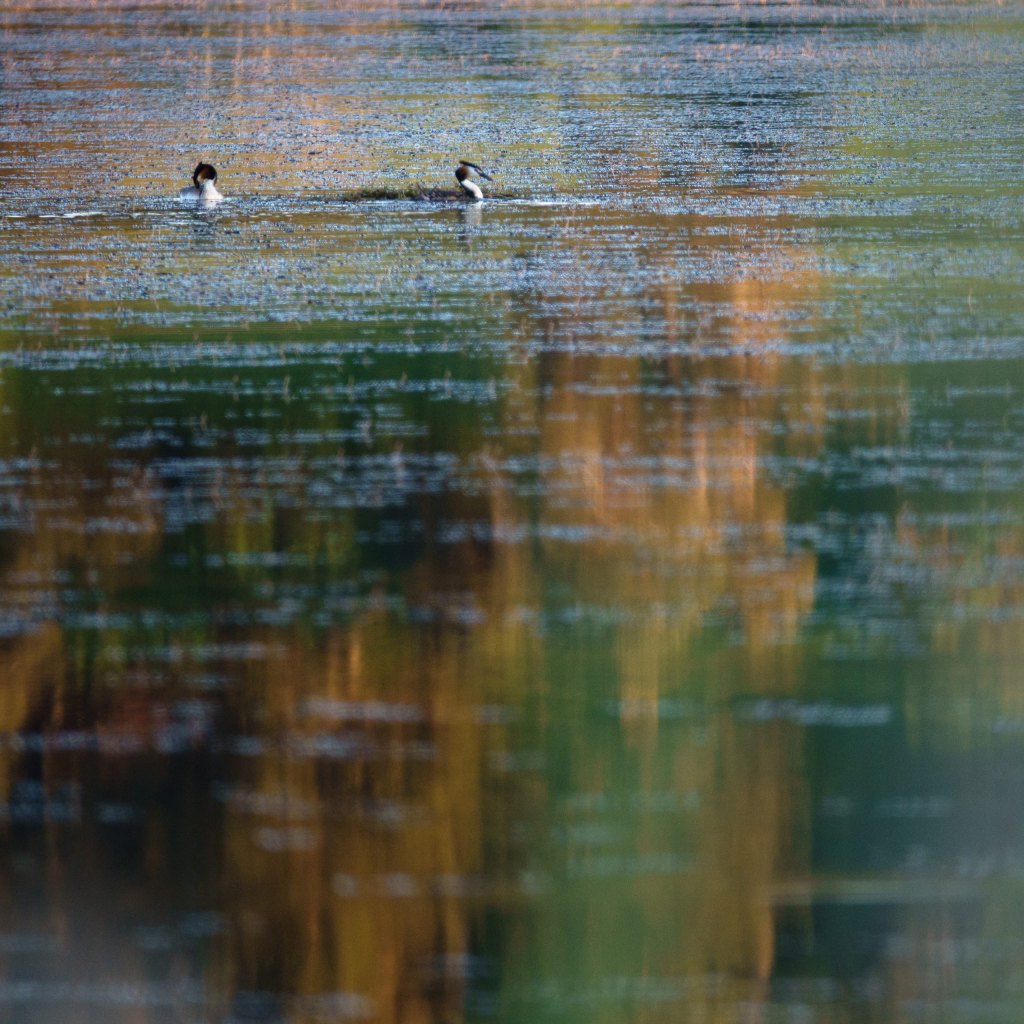 La surface du lac réfléchit les ocres et les verts de l'automne, deux oiseaux d'eau glissent au loin sur le miroir.