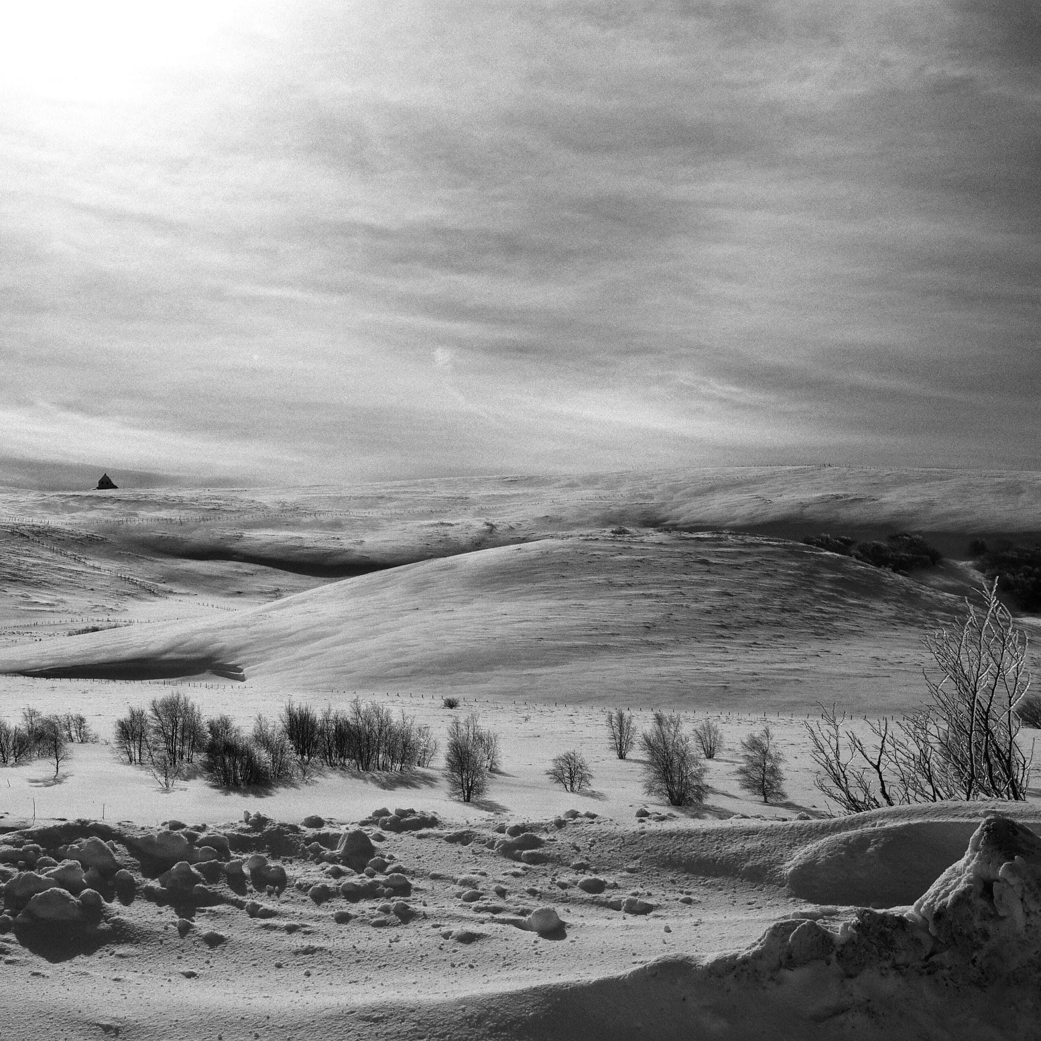 Le plateau du Cézallier sous la neige à contre-jour, ses ondulations nues s'étendent jusqu'à l'horizon, quelques arbres dénudés au premier plan.
