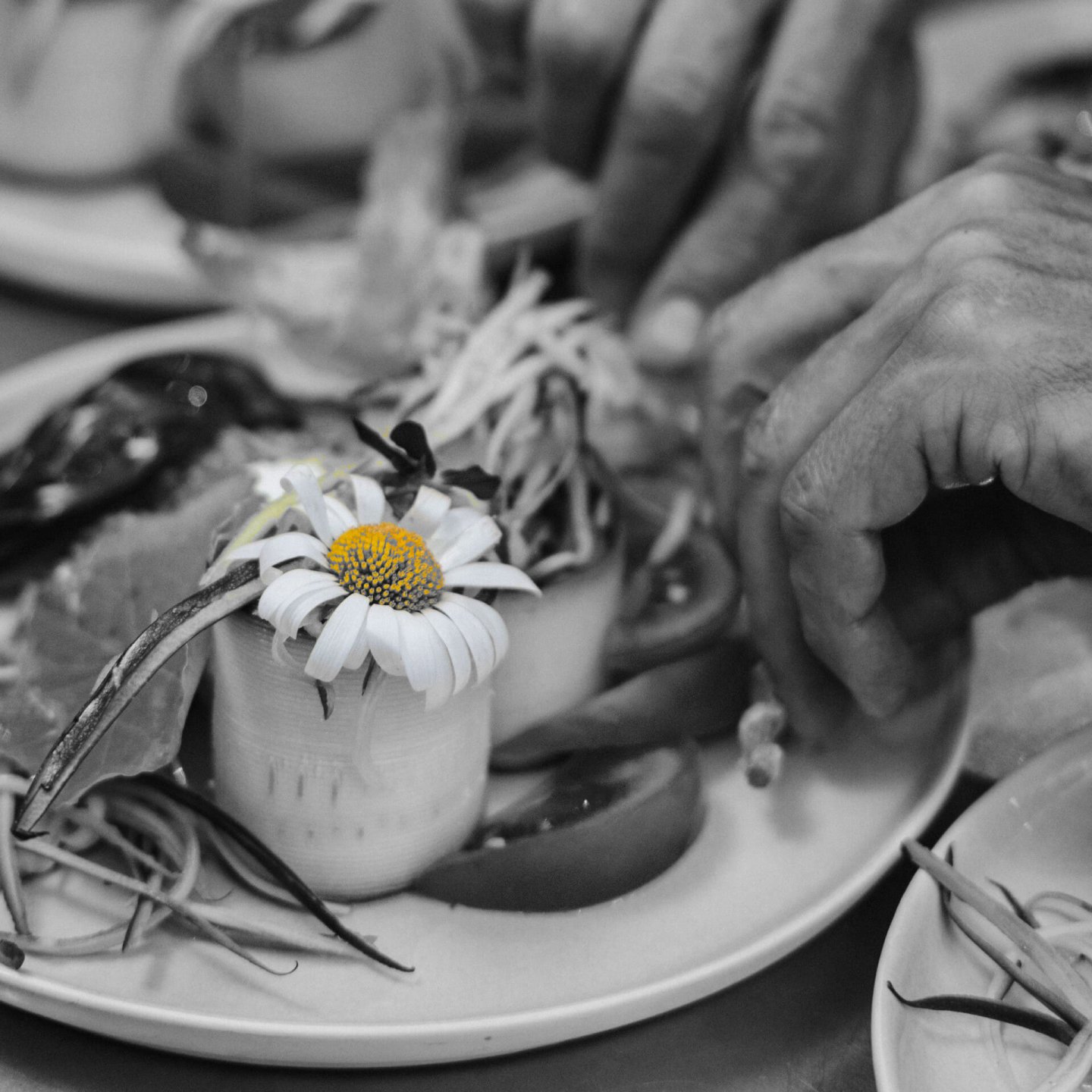 Une assiette dressée en noir et blanc, concombre, tomates et jeunes pousses, sur laquelle une marguerite garde son coeur jaune, seule touche de couleur. Les mains du cuisinier achèvent le dressage.