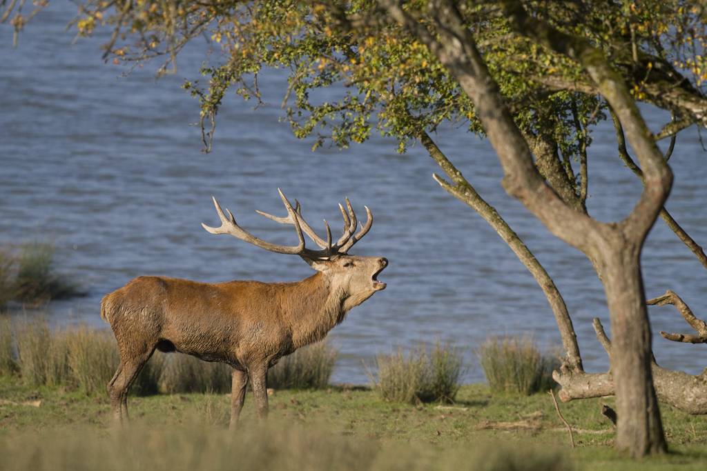 brame-du-cerf-instants-d-Absolu-Ecolodge-Spa-lodge-de-luxe-Auvergne brame-du-cerf-instants-d-Absolu-Ecolodge-Spa-lodge-de-luxe-Auvergne