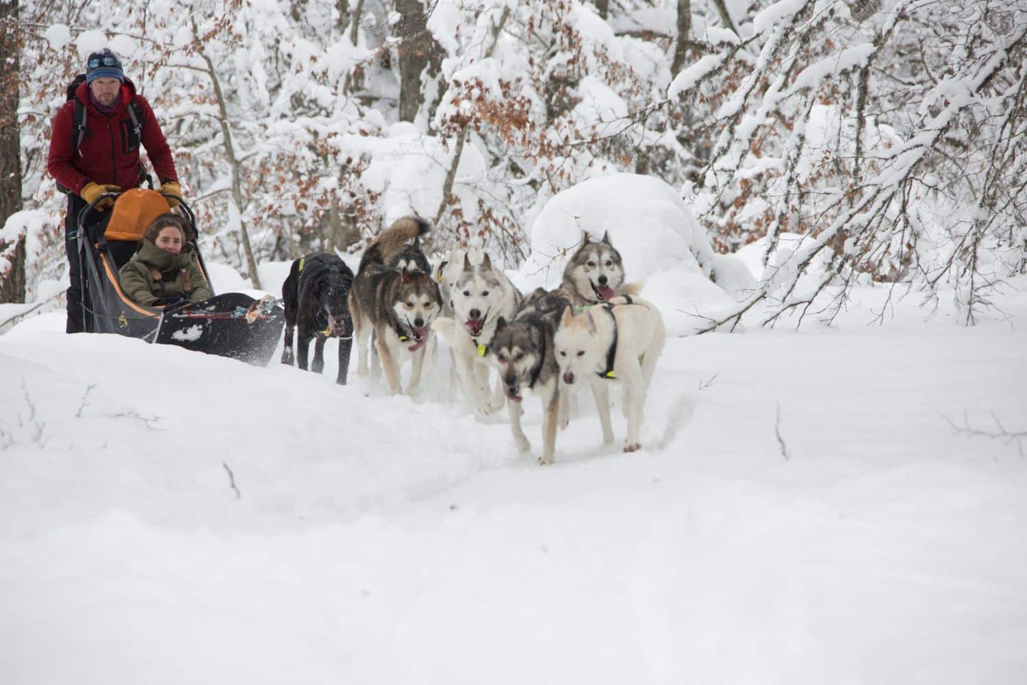 Dogsledding activity in Cantal snowy landscapes near "instants d'Absolu - Ecolodge & Spa". A unique adventure for your Slow Travel Stay Cantal Winter.