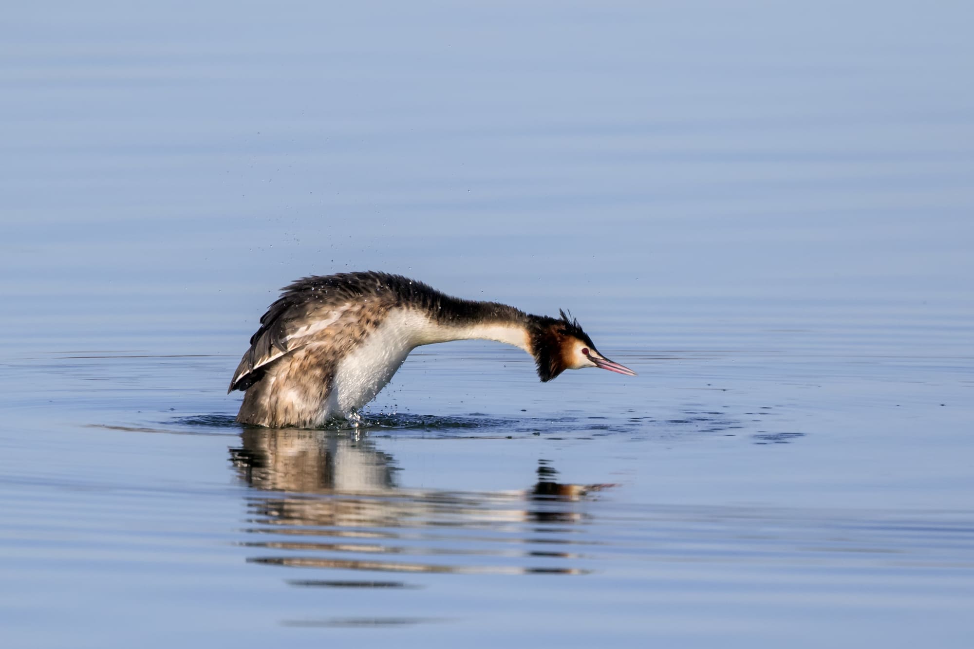 grebe-huppe-instants-d-Absolu-Ecolodge-Spa-lodge-de-luxe-Auvergne